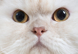 POREfection, Not PURRfection. Great Skin All Summer Long