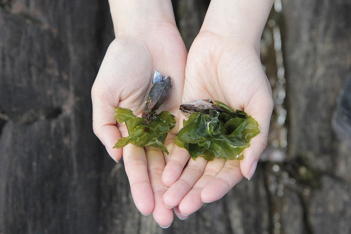 Algae: The Anti-Muck, Muckety Muck