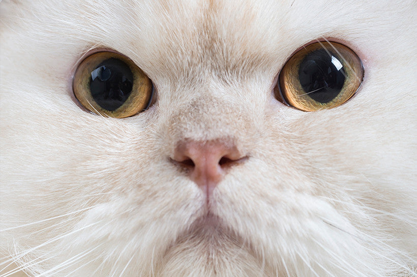 POREfection, Not PURRfection. Great Skin All Summer Long