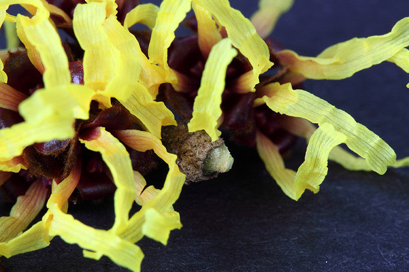 Witch Hazel Is Totally Underrated