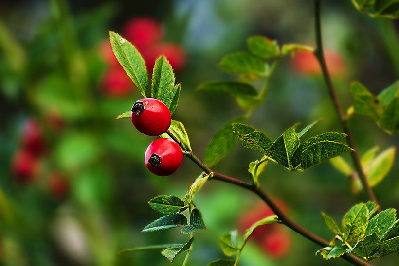 We’re All Abloom Over Rosehip Oil