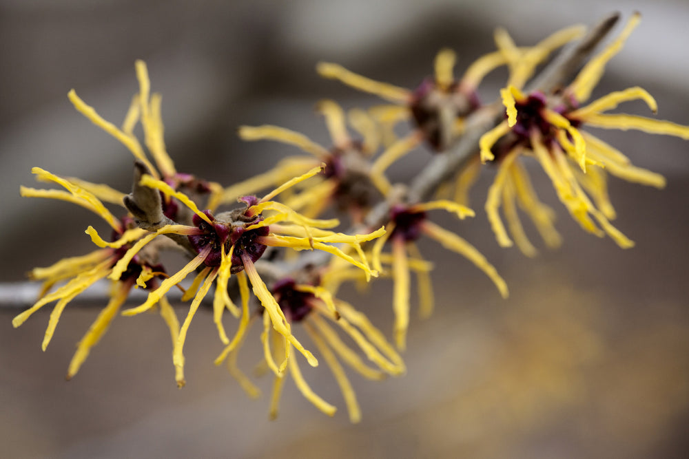 Witch Hazel